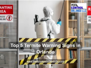 Top 5 Termite Warning Signs in Orlando